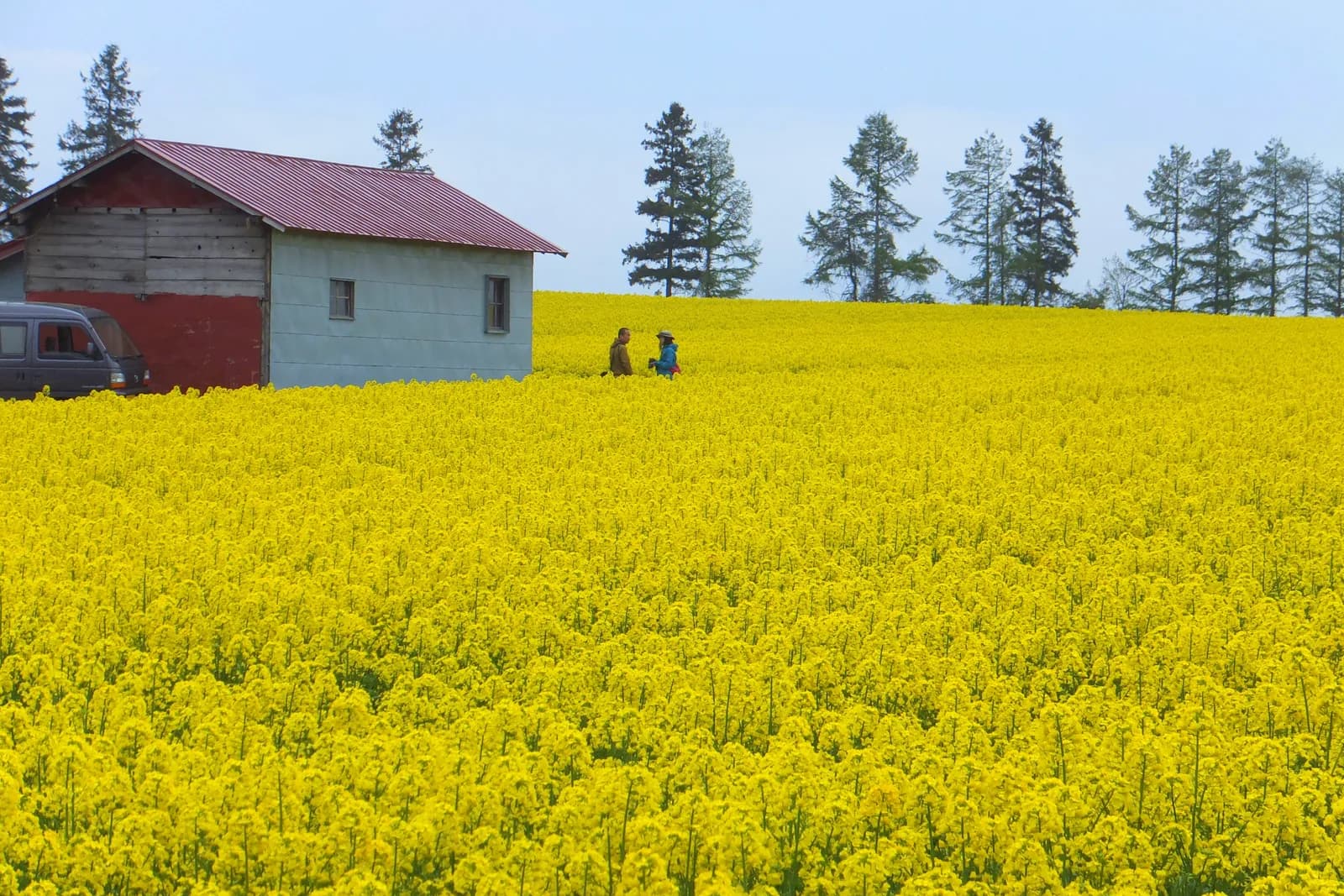 2014年5月に撮影された滝川の菜の花畑。